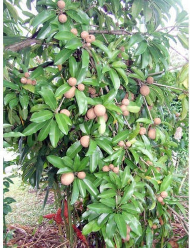no perennial yes kalipatti chiku.jpg