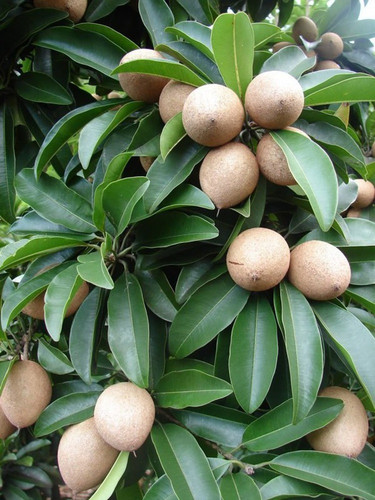 kuchi 66 1 eztect original imafu.jpg