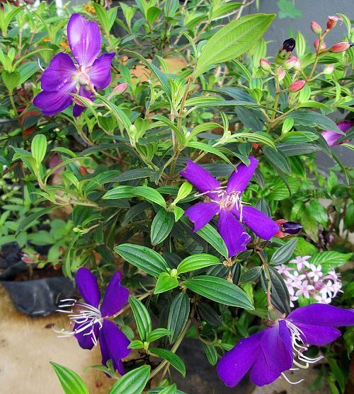 Flower Pics September.jpg