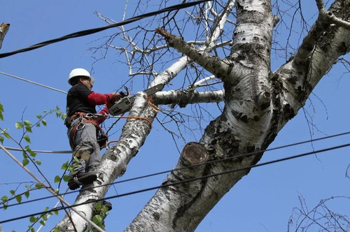 Tree Trimming.jpg