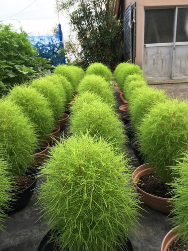 コキアの育て方｜種まきの時期、種から育てるコツは？発芽するの？｜🍀GreenSnap（グリーンスナップ）.jpg