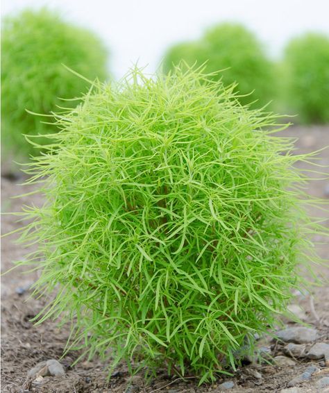 Color Changing Firebush Bassia Kochia scoparia 100 Seeds.jpg