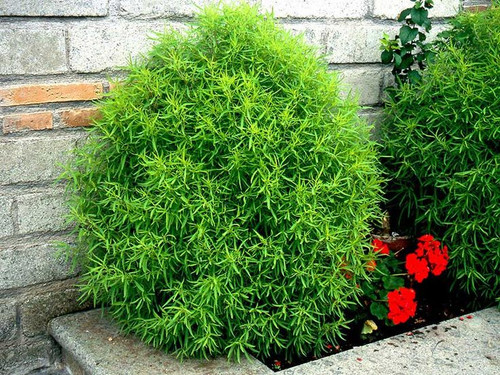 Kochia Kochia scoparia.jpg