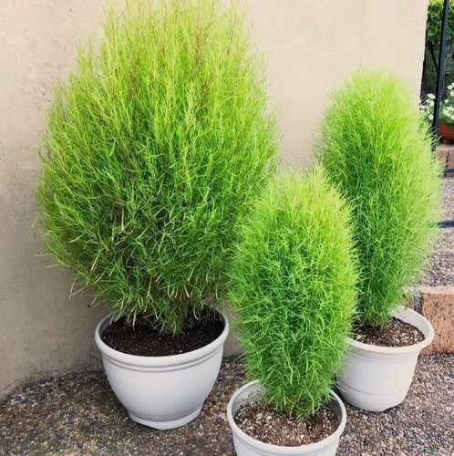 kochia.jpg