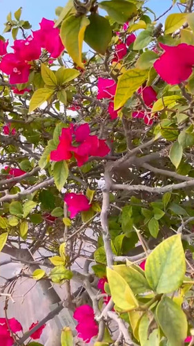 5wvUNRv wIDaa 6h.jpg