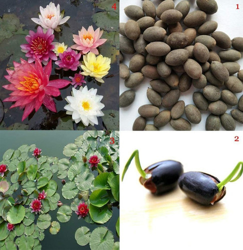 50 xii 90 bowl lotus water lily.jpg