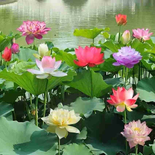 japanese bonsai lotus seeds ibai.jpg