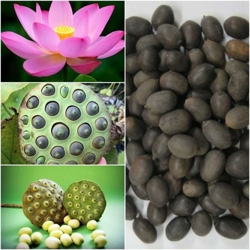 7 lotus seeds ibains original im.jpg