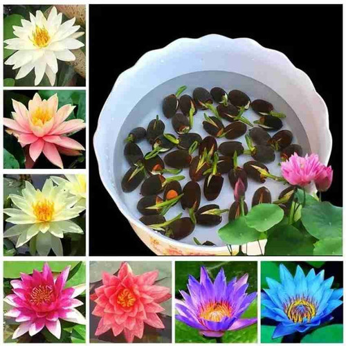 1 lotus waterlily kamal flower s.jpg