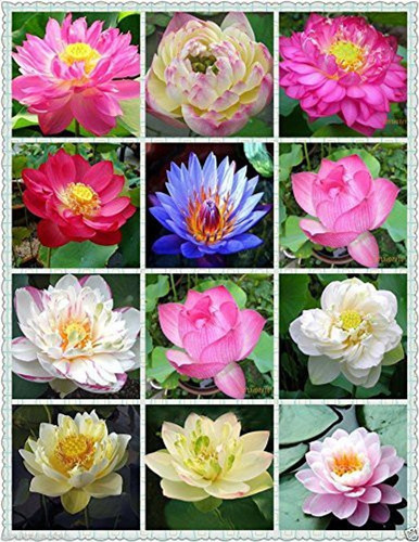 20 mix lotus urban turtle origin.jpg