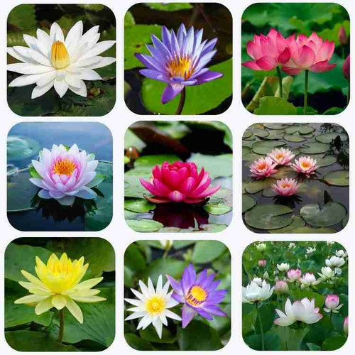 20 lotus seeds glimmer original.jpg
