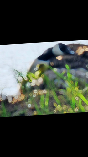 miLM171rFfX ONZx.jpg