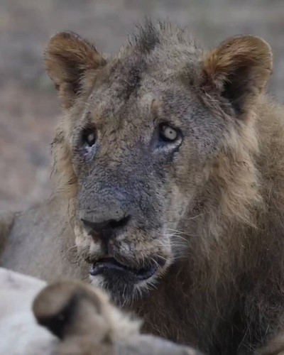 Zx4sTNPGEX dhem6.jpg