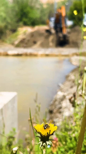 SSH2 gP BeeV vaL.jpg