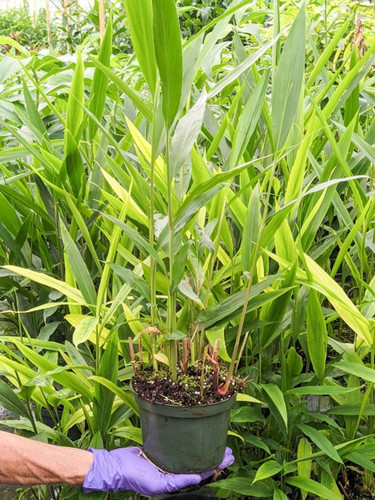 no perennial yes elaichi cardamo.jpg