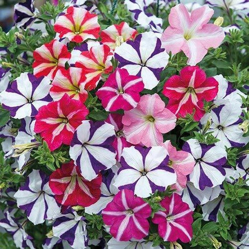 20 petunia hybrid flower seeds p.jpg