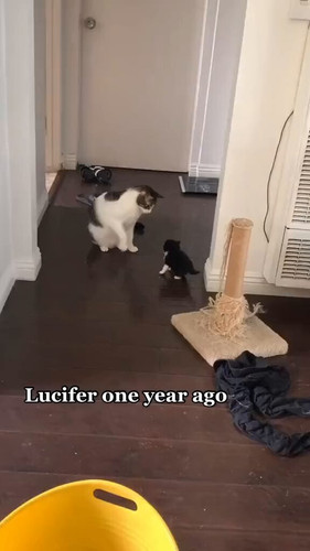 ntkP3EC ng1IaOqp.jpg