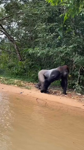 mzesf7fXZrvd Vi5.jpg