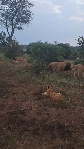 LdD9bfLfNv pdT0d.jpg