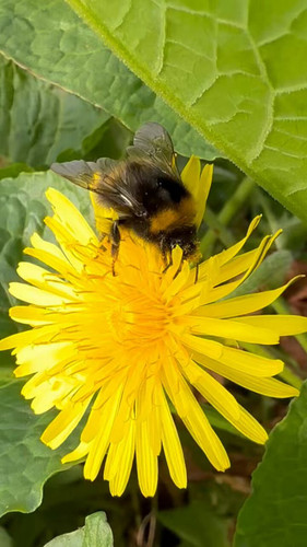 lmoMmHi4cCiW Sm .jpg