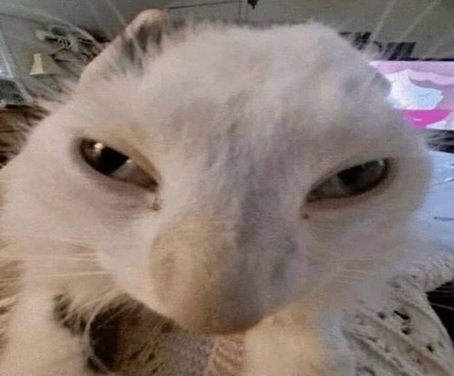 sillycats cat guh ezgif.com crop.jpg