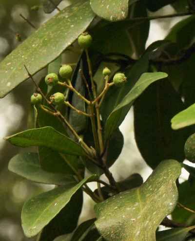 Allspice (Pimenta dioica officinalis).jpg
