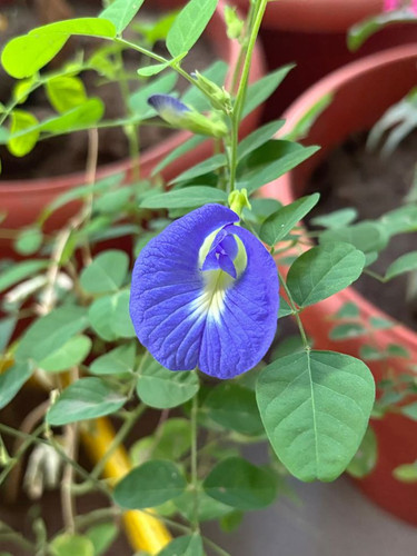 Aparajita.jpg