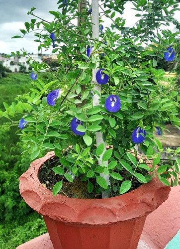 How to Get More Flowers in Aparajita Plant 10 Simple Tips Voice of Plant.jpg