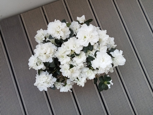 IMG20250414192143.jpg
