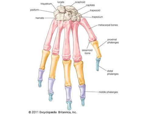 Bones hand phalanges bones.jpg