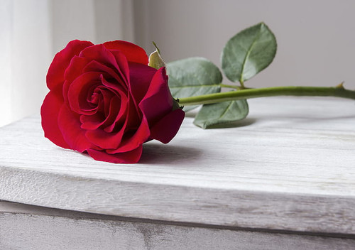 roses bud red rose red rose hd wallpaper preview.jpg