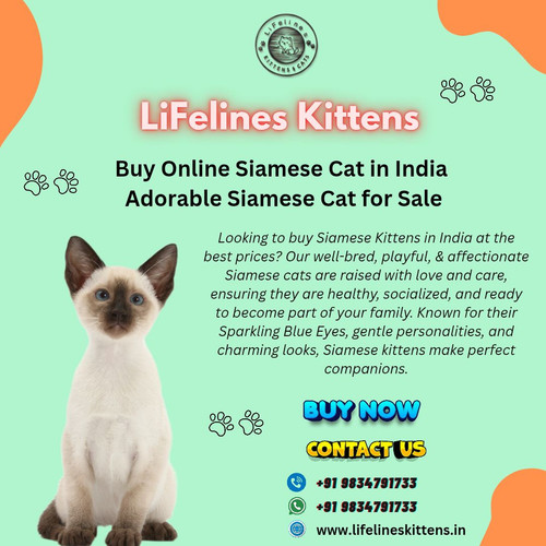Buy Online Siamese Kittens in India.jpg