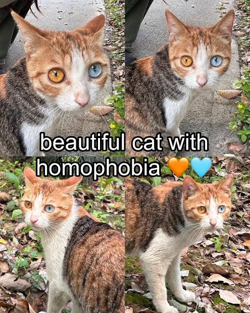 Beautiful Cat with Homophobia 🧡💙.jpg