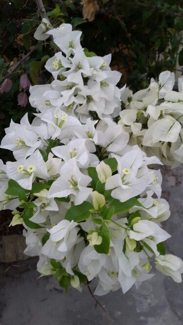 White bougainvillea.jpg