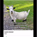Animal meme 64.png