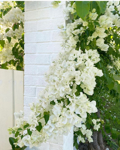 Bougainvillea white.jpg
