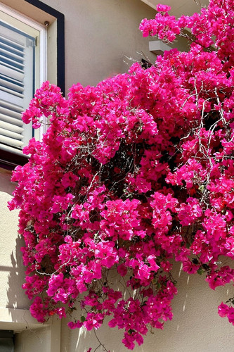 Vibrant Bougainvillea in Full Bloom.jpg