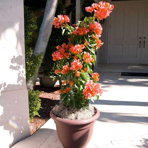 Sundown Orange Bougainvillea.jpg