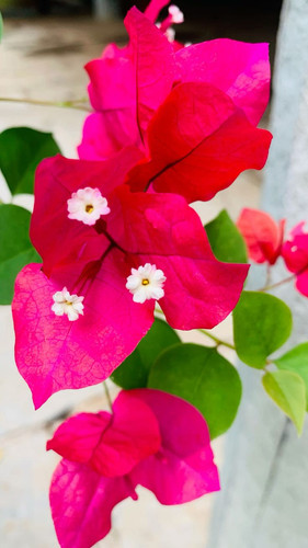 Pink Bougainvillea.jpg