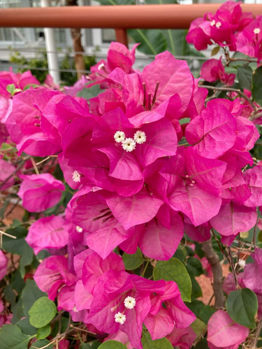 Pink flower.jpg