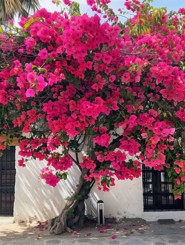 Lush Magenta in Full Bloom 🌺✨.jpg