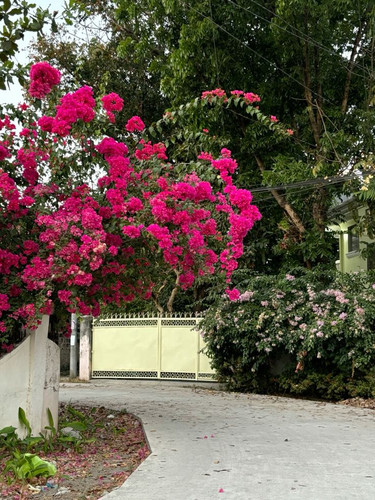 pretty bougainvillea in the neighborhood.jpg