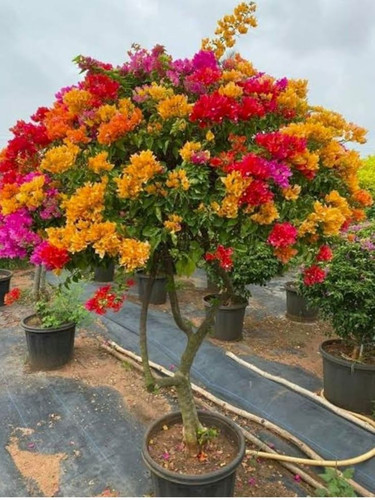 Glow Plant 5 7 Color Bougainvillea Live Plant Multi Grafted, Rare & Colorful Flowering Vine Live Pla.jpg