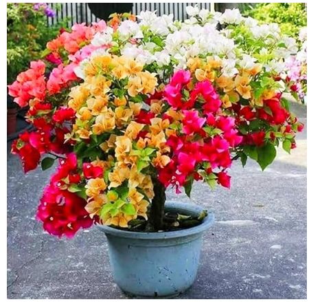 DWARF HYBRID PLANT.jpg