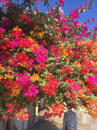 Bougainvillea miracle.jpg