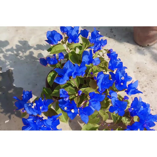 61qjCTAOYOL. SL1024 .jpg