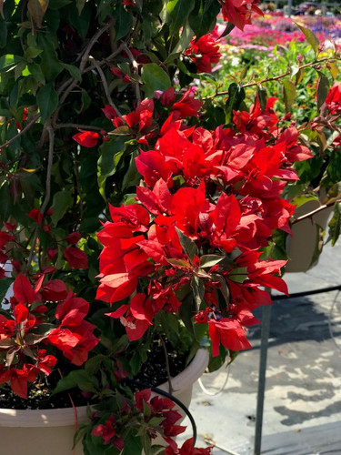 Fiery red Bougainvillea blooms in the summer sunshine .jpg