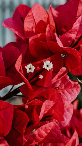 Bougainvillea Wallpaper.jpg