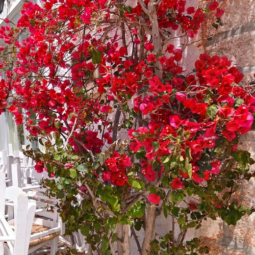 Red Bougainvillea Flowering Plants, 2 Starter Bougainvillea Trees from 4 Inches Tall, Bougainvillea .jpg