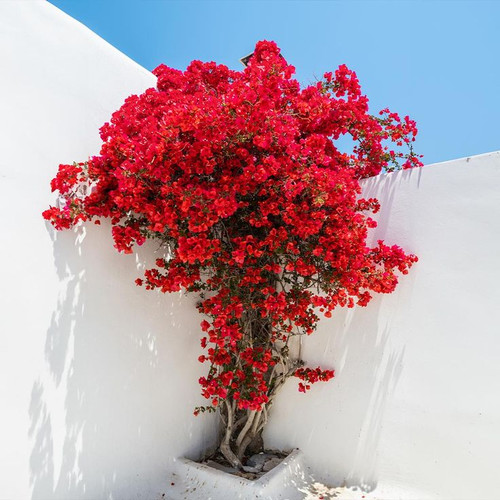 Ruby Red Bougainvillea.jpg